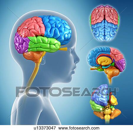 Stock Photo - Brain anatomy, illustration. Fotosearch
