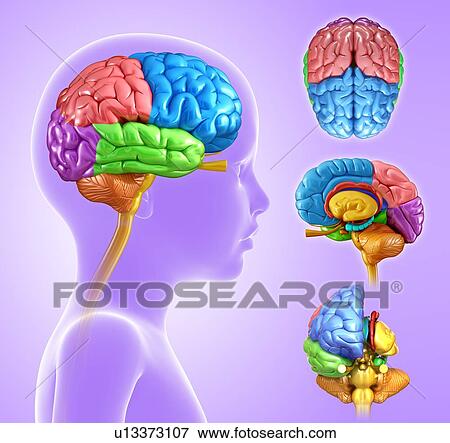 Brain anatomy, illustration View Large Photo Image Stock Photo - Brain anatomy, illustration. Fotosearch