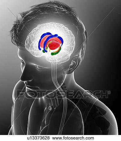 Brain anatomy, illustration View Large Photo Image Stock Photo - Brain anatomy, illustration. Fotosearch