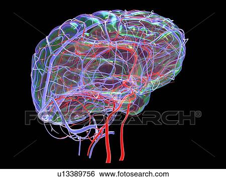 Stock Photograph - Brain's blood supply, artwork. Fotosearch