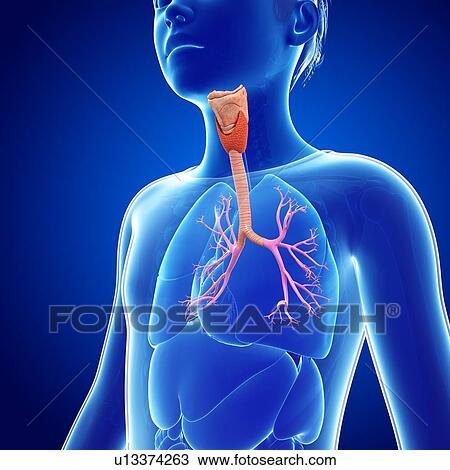 Stock Image - Bronchi, illustration. Fotosearch