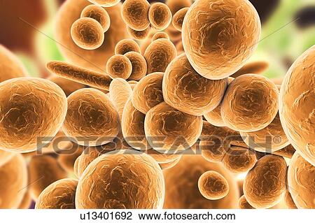 Candida auris fungi, illustration View Large Photo Image Stock Image - Candida auris fungi, illustration. Fotosearch