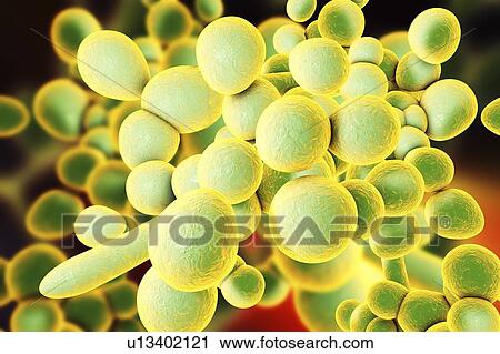 Candida auris fungi, illustration View Large Photo Image Stock Image - Candida auris fungi, illustration. Fotosearch
