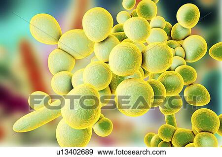 Candida auris fungi, illustration View Large Photo Image Stock Photo - Candida auris fungi, illustration. Fotosearch