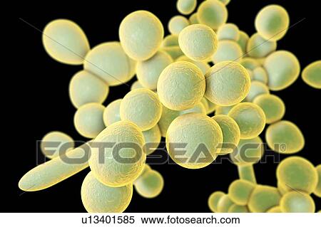 Candida auris fungi, illustration View Large Photo Image Stock Photography - Candida auris fungi, illustration. Fotosearch