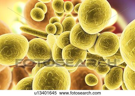 Candida auris fungi, illustration View Large Photo Image Stock Photography - Candida auris fungi, illustration. Fotosearch
