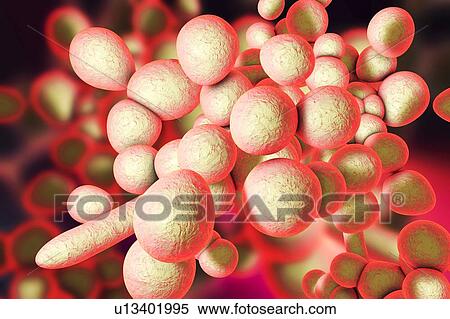 Candida auris fungi, illustration View Large Photo Image Stock Photography - Candida auris fungi, illustration. Fotosearch