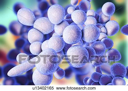 Candida auris fungi, illustration View Large Photo Image Stock Photography - Candida auris fungi, illustration. Fotosearch