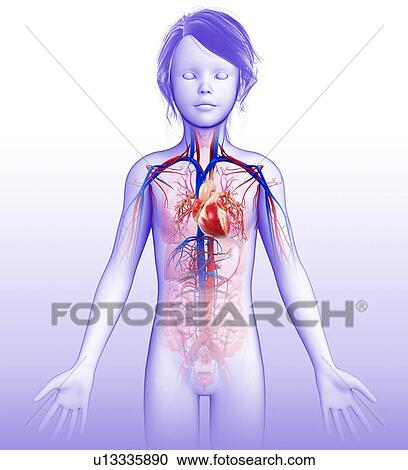 Cardiovascular system, illustration View Large Photo Image Stock Image - Cardiovascular system, illustration. Fotosearch