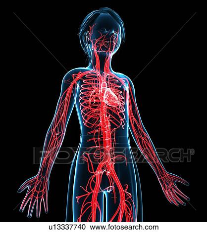 Cardiovascular system, illustration View Large Photo Image Stock Image - Cardiovascular system, illustration. Fotosearch
