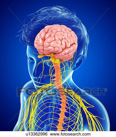 Stock Photograph - Central nervous system, illustration. Fotosearch