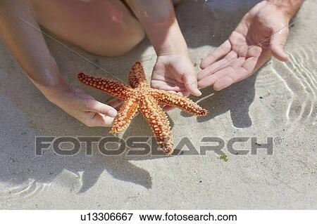 Child holding starfish on beach View Large Photo Image Stock Photo - Child holding starfish on beach. Fotosearch