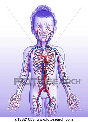 Stock Image - Child's circulatory system, illustration. Fotosearch