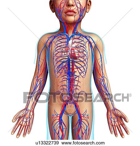 Child's circulatory system, illustration View Large Photo Image Stock Photo - Child's circulatory system, illustration. Fotosearch