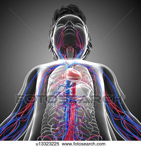 Stock Photography - Child's circulatory system, illustration. Fotosearch