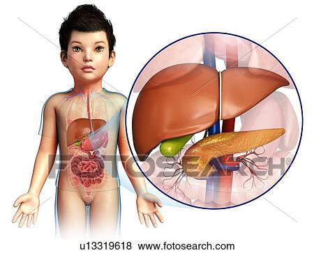 Child's liver and pancreas, illustration View Large Photo Image Stock Photo - Child's liver and pancreas, illustration. Fotosearch