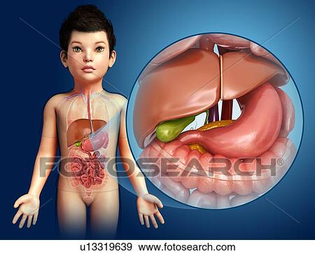 Stock Photo - Child's liver and stomach, illustration. Fotosearch