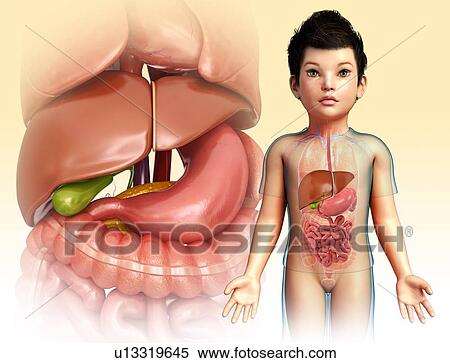Stock Photography - Child's liver and stomach, illustration. Fotosearch