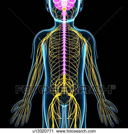 Stock Image - Child's nervous system, illustration. Fotosearch