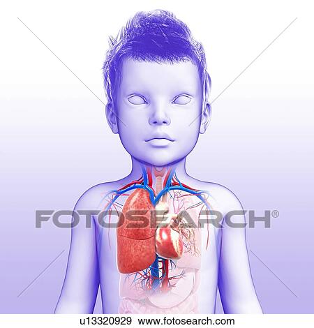 Stock Photo - Child's respiratory system, illustration. Fotosearch