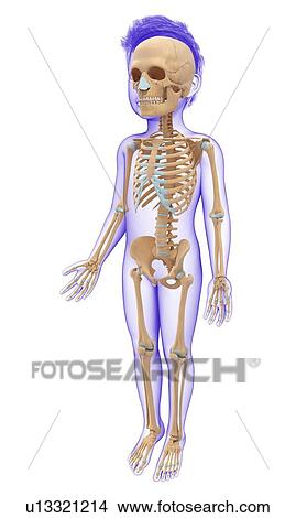Picture - Child's skeletal system, illustration. Fotosearch