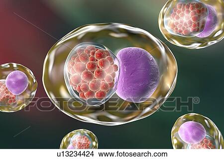 Chlamydia bacteria, illustration View Large Photo Image Picture - Chlamydia bacteria, illustration. Fotosearch