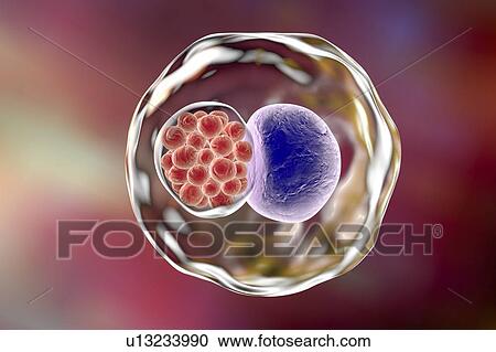 Chlamydia bacteria, illustration View Large Photo Image Stock Image - Chlamydia bacteria, illustration. Fotosearch