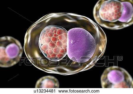 Stock Image - Chlamydia bacteria, illustration. Fotosearch