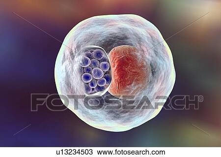 Stock Image - Chlamydia bacteria, illustration. Fotosearch