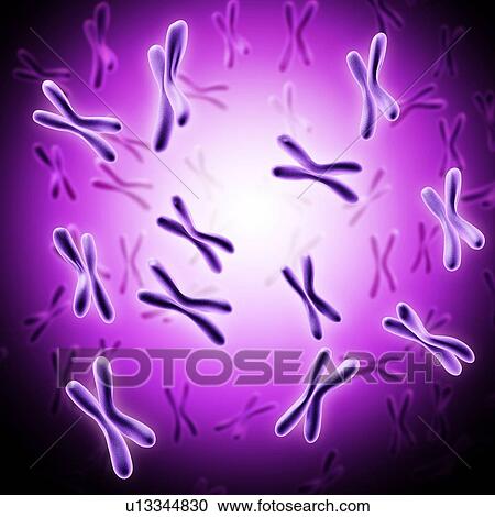 Stock Image - Chromosomes, illustration. Fotosearch