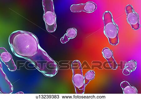 Stock Image - Clostridium bacteria, illustration. Fotosearch