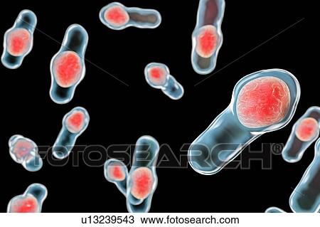 Stock Image - Clostridium bacteria, illustration. Fotosearch