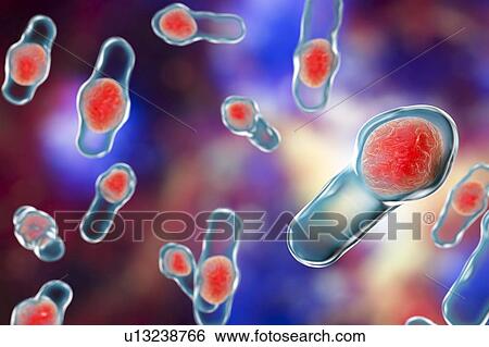 Stock Photograph - Clostridium bacteria, illustration. Fotosearch