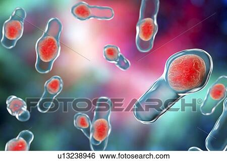 Stock Photograph - Clostridium bacteria, illustration. Fotosearch