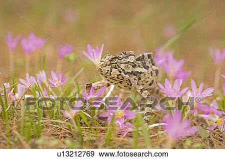 Stock Photo - Common Chameleon (Chamaeleo chamaeleon). Fotosearch
