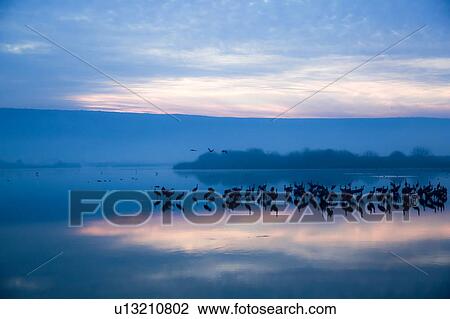 Stock Image - Common crane (Grus grus) at sun-set. Fotosearch