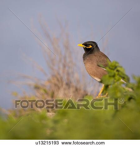 Stock Image - Common myna (Acridotheres tristis). Fotosearch