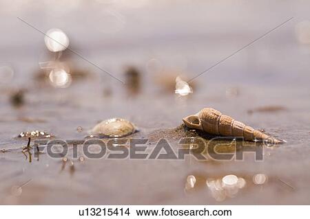 Picture - corkscrew shape seashell. Fotosearch