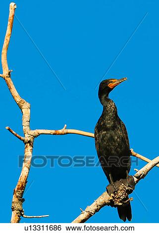 Cormorant View Large Photo Image Stock Photograph - Cormorant. Fotosearch