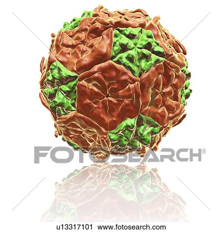 Coxsackie B virus particle, illustration View Large Photo Image Stock Image - Coxsackie B virus particle, illustration. Fotosearch
