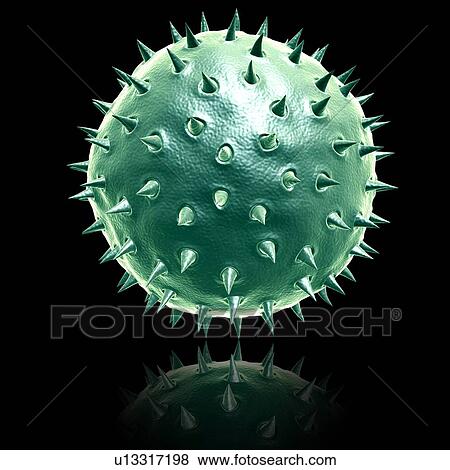 Daisy pollen grain, illustration View Large Photo Image Stock Photo - Daisy pollen grain, illustration. Fotosearch