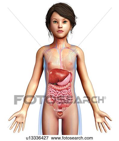 Stock Photo - Digestive system, illustration. Fotosearch