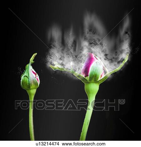 Digitally manipulated Red Rose bud View Large Photo Image Picture - Digitally manipulated Red Rose bud. Fotosearch