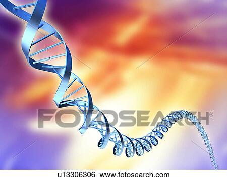 DNA strand, artwork View Large Photo Image Stock Photograph - DNA strand, artwork. Fotosearch