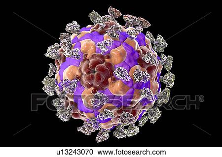 Stock Image - Enterovirus with integrin, illustration. Fotosearch
