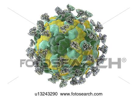 Stock Image - Enterovirus with integrin, illustration. Fotosearch