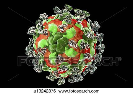 Enterovirus with integrin, illustration View Large Photo Image Stock Photograph - Enterovirus with integrin, illustration. Fotosearch