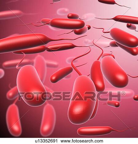 Escherichia coli bacteria, illustration View Large Photo Image Stock Image - Escherichia coli bacteria, illustration. Fotosearch