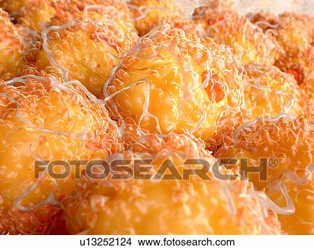 Fat cells, illustration View Large Photo Image Picture - Fat cells, illustration. Fotosearch