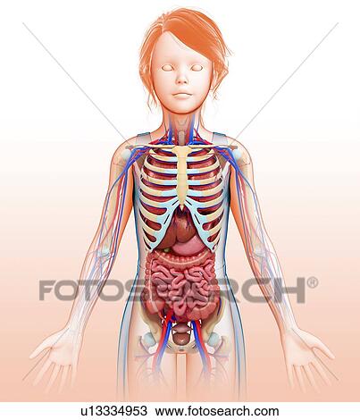 Female anatomy, illustration View Large Photo Image Stock Image - Female anatomy, illustration. Fotosearch